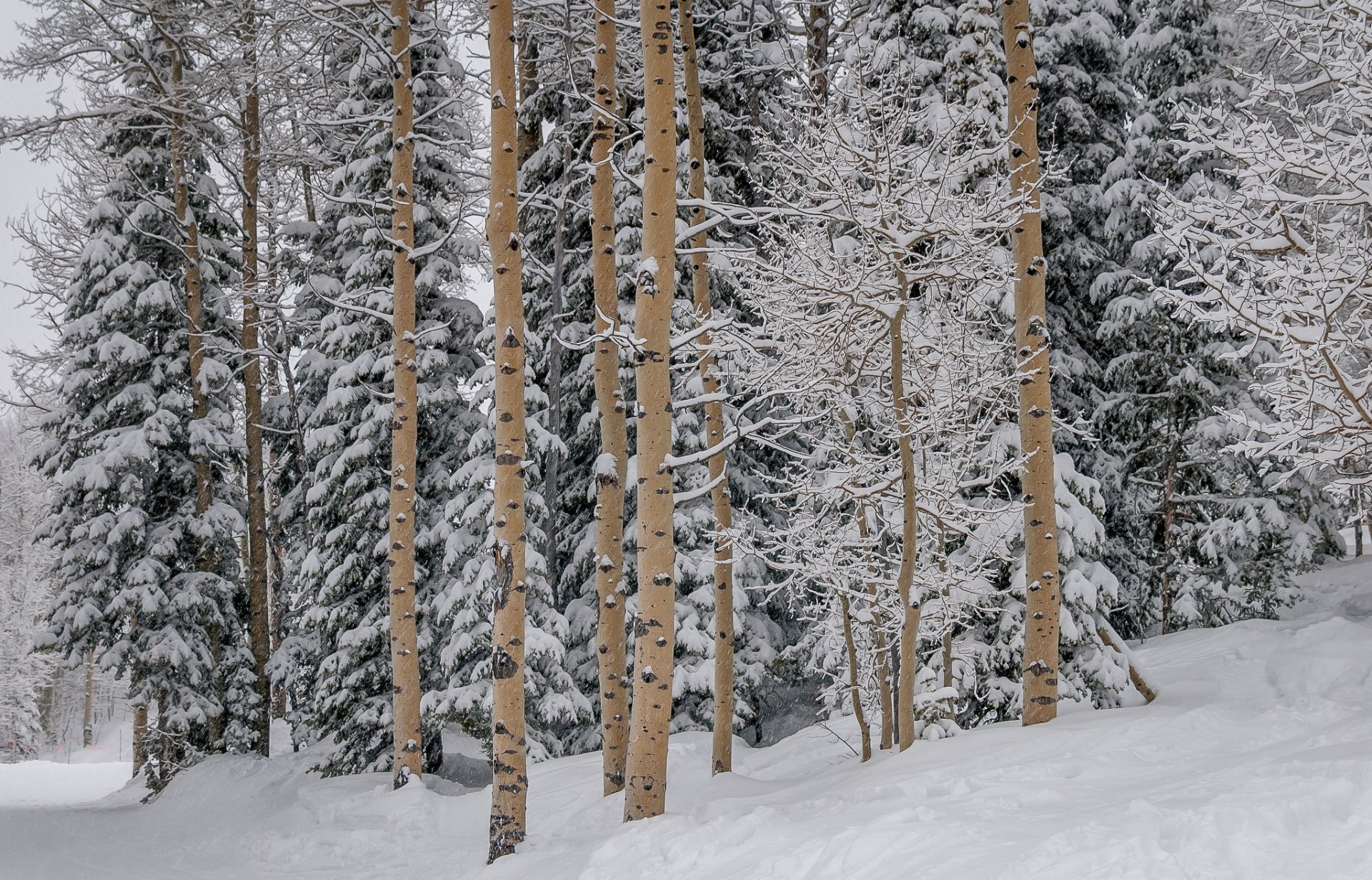 Download Snow Tree Forest Nature Winter HD Wallpaper | 2048x1314 ...