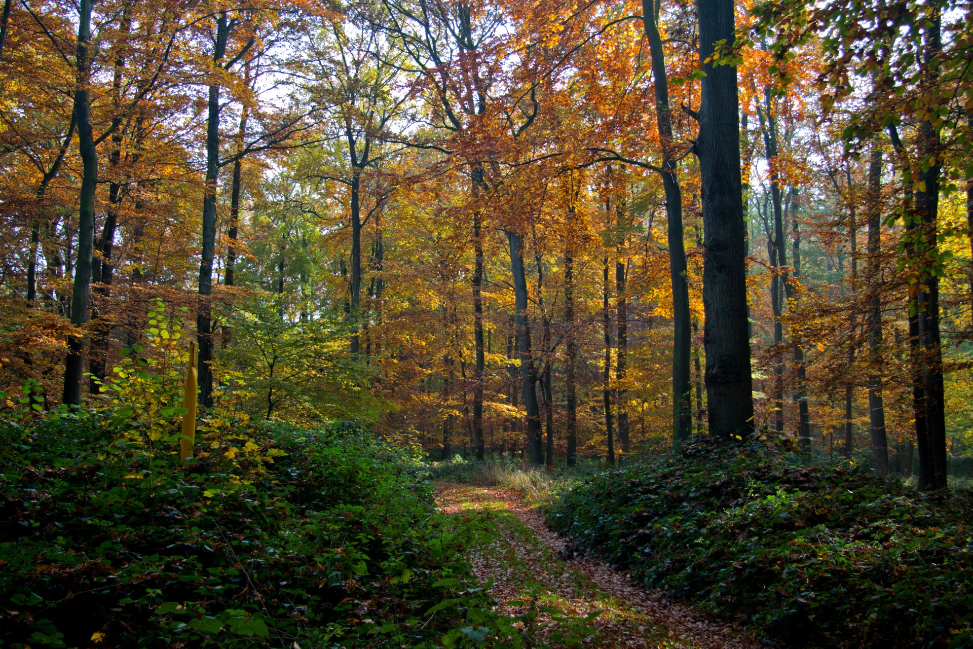 Download Fall Forest Nature Path HD Wallpaper