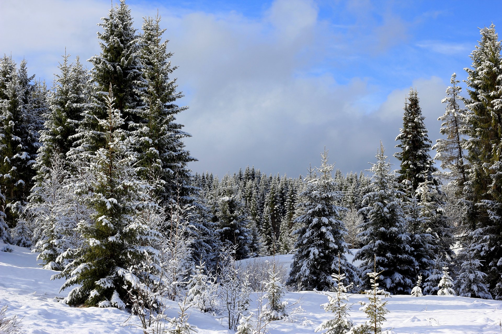 Download Tree Forest Snow Nature Winter 4k Ultra HD Wallpaper ...