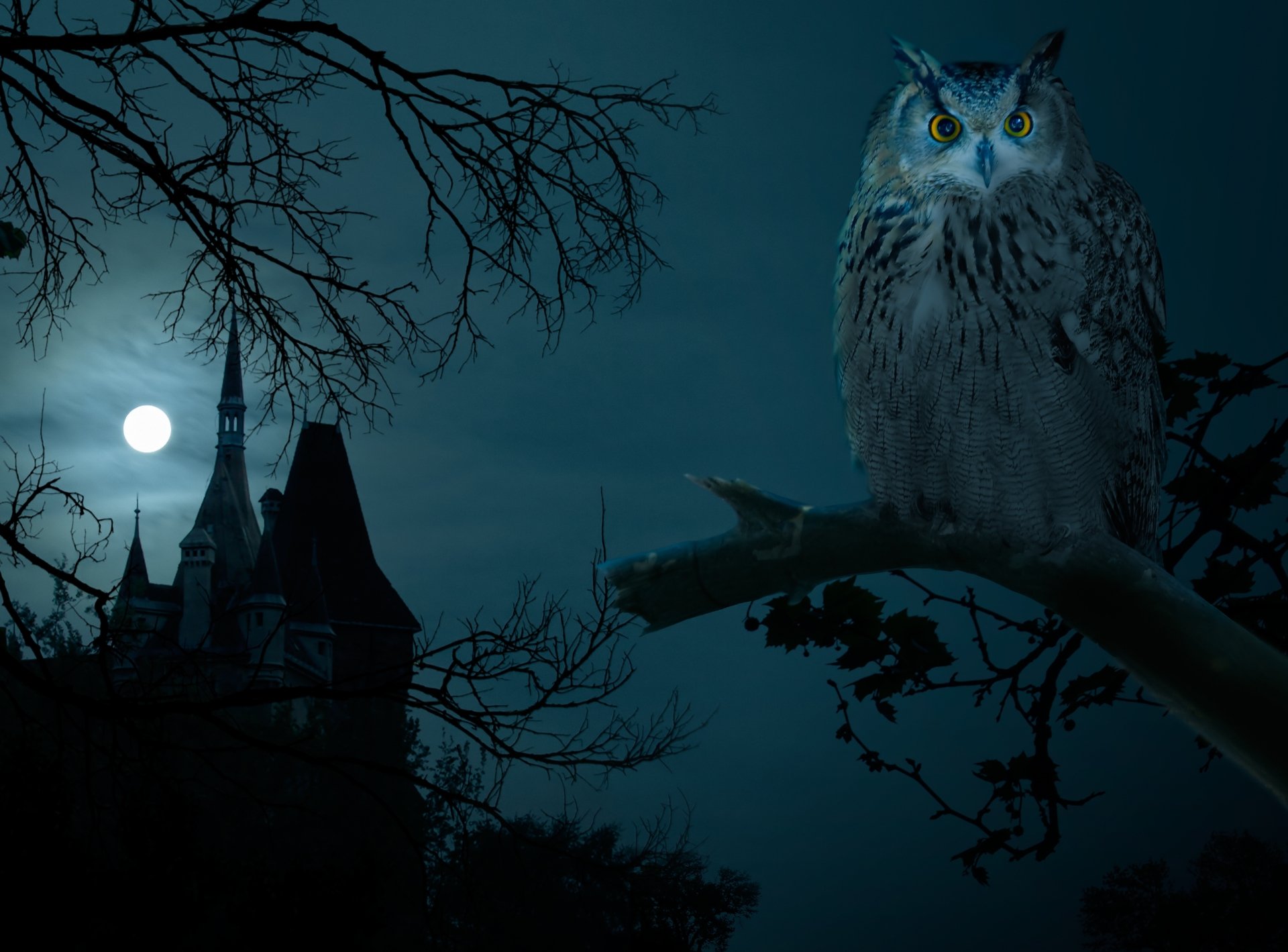 Owl On Full Moon Night 5k Retina Ultra Papel De Parede Hd Plano De