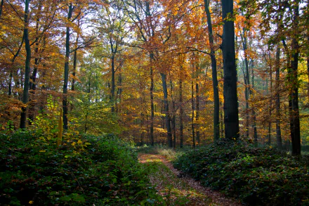  Autumn Forest Path