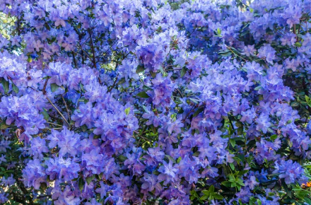 A vibrant close-up of a purple azalea blossom bush in full bloom, captured in 4K Ultra HD as a nature-inspired PC desktop wallpaper background.