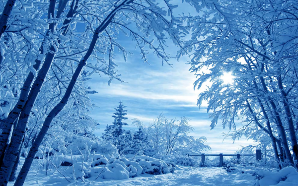 Earth Winter Landscape Snow Tree HD Wallpaper | Background Image