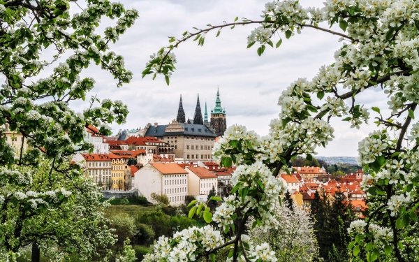 Man Made Prague Cities Czech Republic City Spring Flower Branch White Flower HD Wallpaper | Background Image