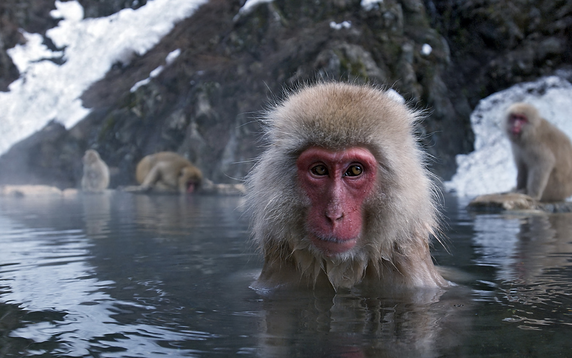 Japanese Macaque HD Wallpaper | Background Image | 1920x1200