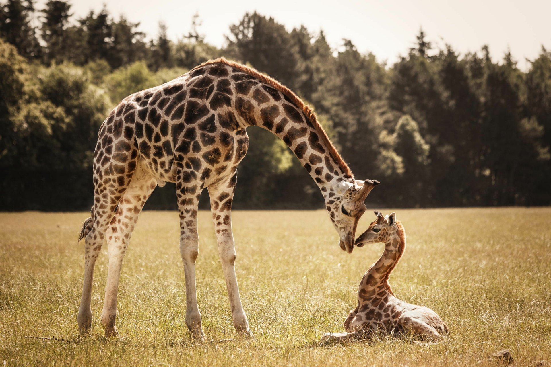 Download Animal Giraffe HD Wallpaper by Nadine Volz