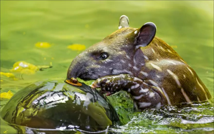 HD PC desktop wallpaper showing a tapir wading in green water, nibbling vegetation on a mossy log with splashes and floating yellow leaves.