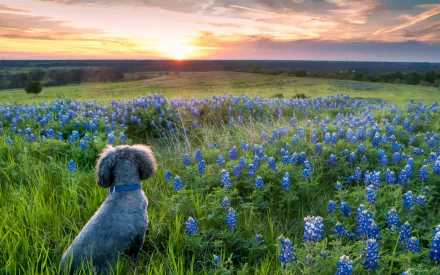 HD PC desktop wallpaper featuring a poodle sitting in a field of bluebonnets at sunset under a colorful sky.