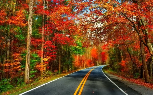 Man Made Road Fall Tree Forest HD Wallpaper | Background Image