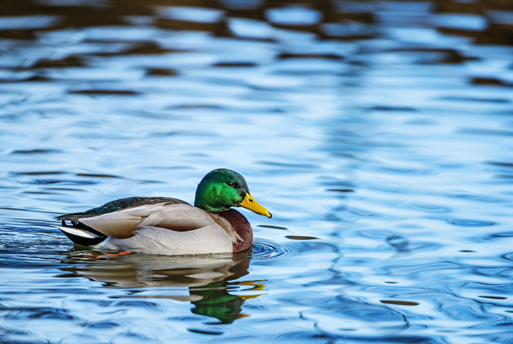 Animal Mallard Wallpaper