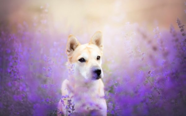 Animal Shiba Inu Dogs Dog Flower HD Wallpaper | Background Image