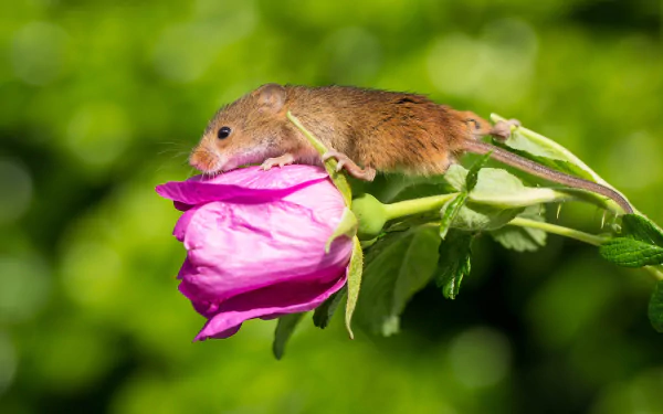A harvest mouse clings to a vibrant pink rose with a softly blurred green bokeh background, captured in HD for a striking desktop wallpaper.