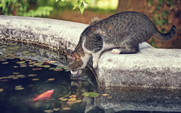 Animal Cat Car Reflection Fish HD Wallpaper | Background Image
