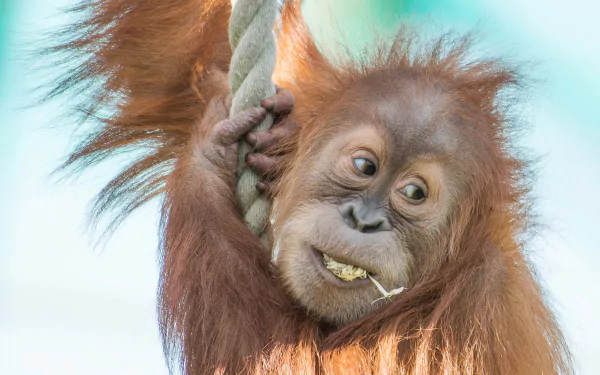 ape monkey Animal Orangutan HD Desktop Wallpaper | Background Image