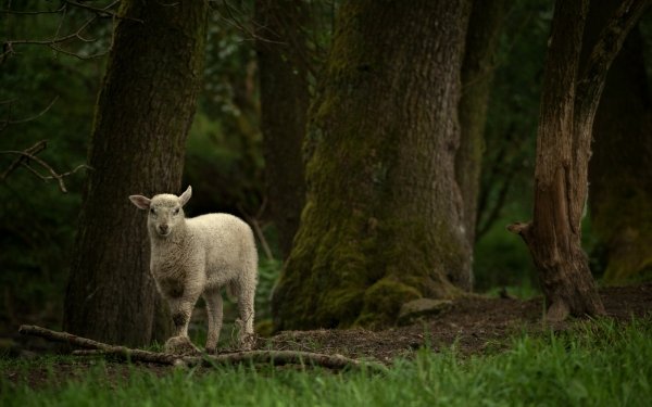 Animal Sheep Forest HD Wallpaper | Background Image