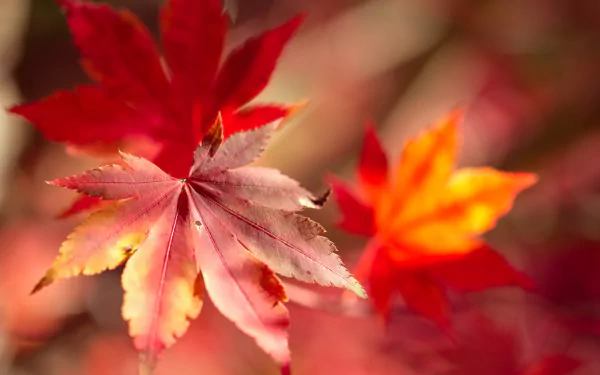 fall maple leaf nature leaf HD Desktop Wallpaper | Background Image