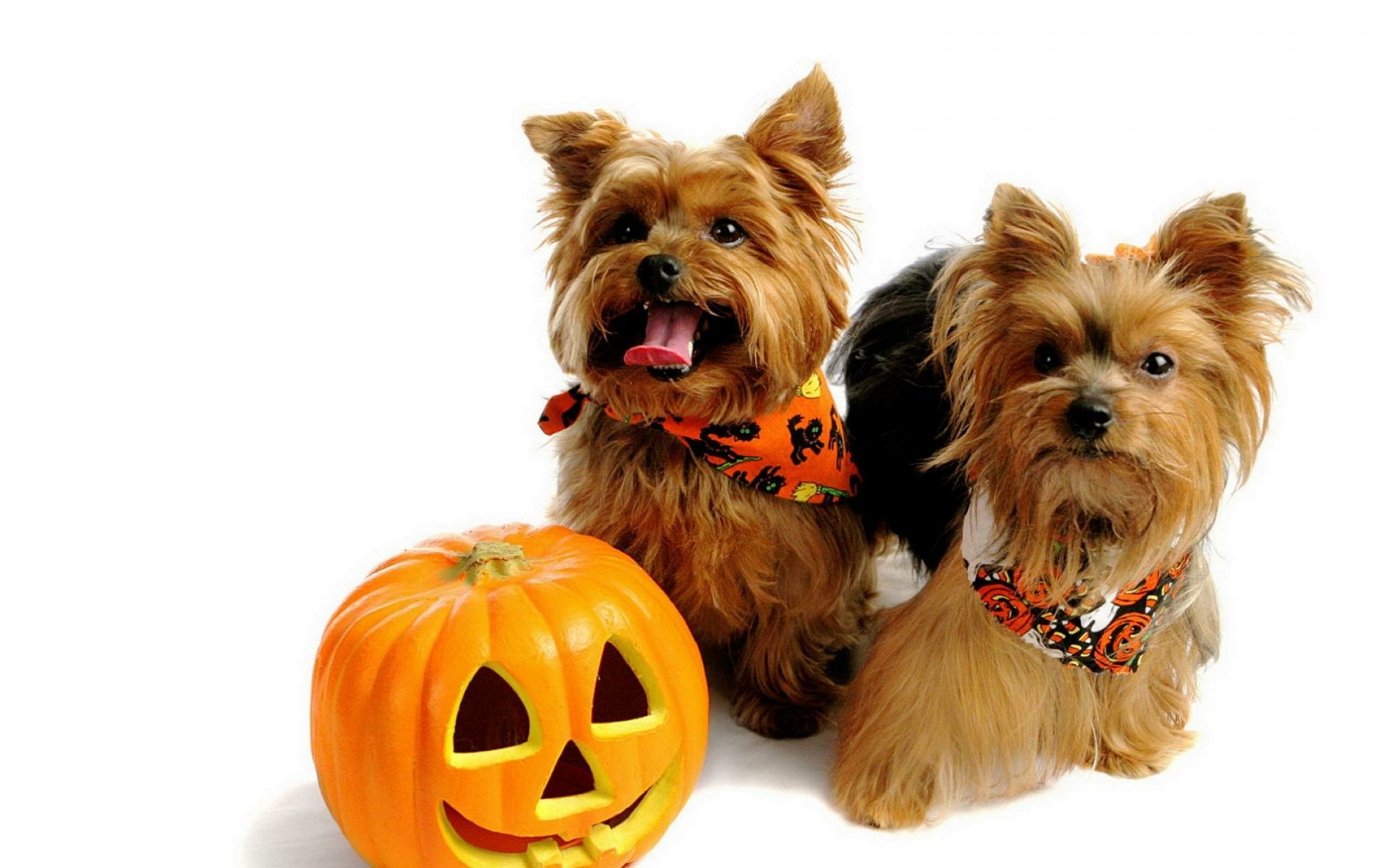 Download Dog Terrier Animal Yorkshire Terrier HD Wallpaper