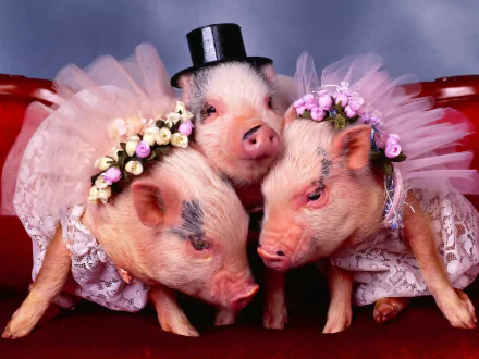 Three dressed pigs wearing tulle and flower crowns pose together, creating a charming and whimsical scene. This HD wallpaper adds a playful touch to any desktop background.
