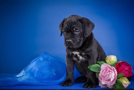 baby animal puppy dog Animal Cane Corso HD Desktop Wallpaper | Background Image
