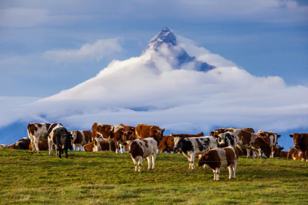 Cows grazing on green grass with the snowy peak of the Andes mountains rising dramatically through clouds in the background. HD desktop wallpaper.