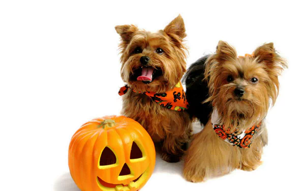  Dogs and a pumpkin