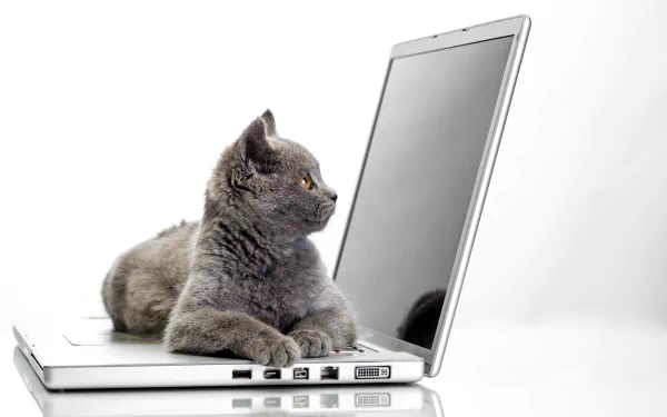 A gray cat rests on a closed laptop next to an open laptop with a blank screen, captured in a sharp 4K Ultra HD desktop wallpaper style.