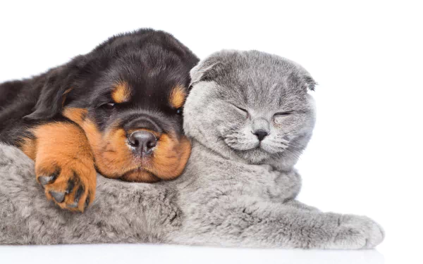 A cute Rottweiler puppy and a gray cat peacefully resting together on a white background, captured in 4K Ultra HD quality for a PC desktop wallpaper.