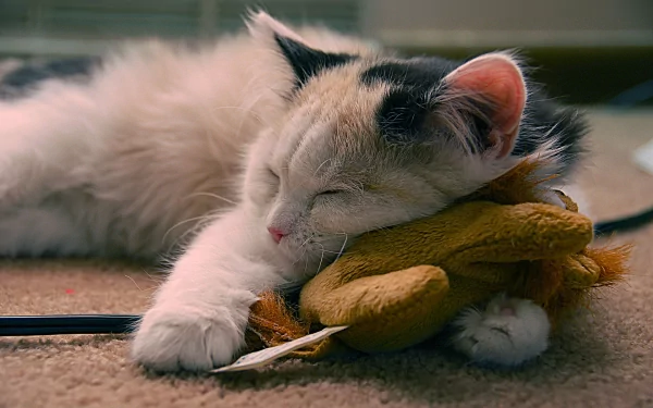 A cute kitten sleeps soundly on a soft toy, creating a heartwarming scene. This HD desktop wallpaper and background image highlights the serenity and charm of the adorable cat.