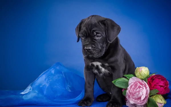 Black Cane Corso puppy dog (baby animal) sitting on a blue backdrop with pink peonies — 2K Quad HD PC desktop wallpaper and background.