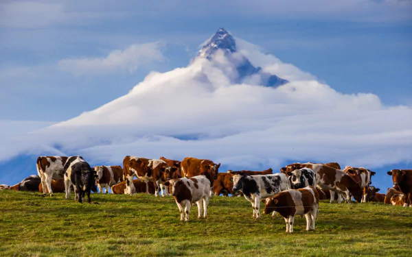 Cows grazing on green grass with the snowy peak of the Andes mountains rising dramatically through clouds in the background. HD desktop wallpaper.