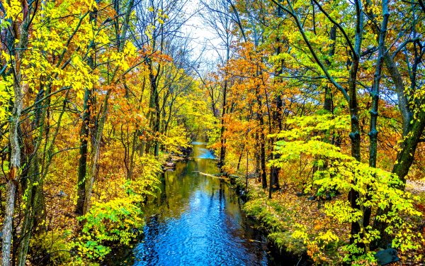 Nature River Forest Fall Tree HD Wallpaper | Background Image