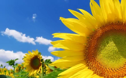 A vibrant sunflower basking in the sun against a clear blue sky, surrounded by more sunflowers, capturing the beauty of nature in an HD desktop wallpaper.