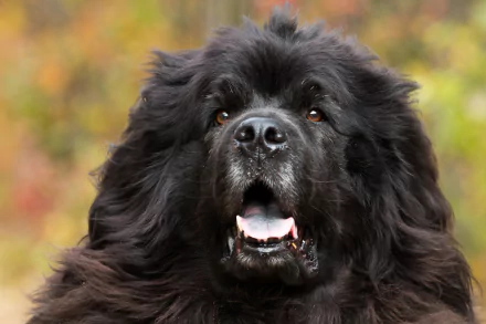 muzzle dog Animal newfoundland HD Desktop Wallpaper | Background Image