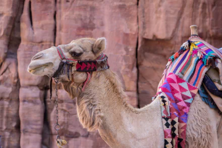 Animal camel HD Desktop Wallpaper | Background Image