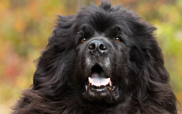 muzzle dog Animal newfoundland HD Desktop Wallpaper | Background Image