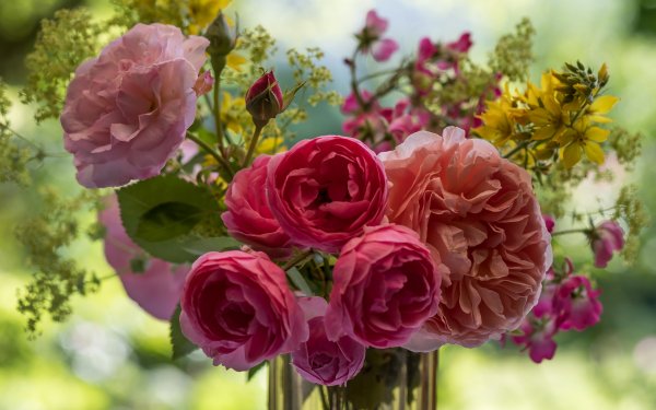 Earth Rose Flowers Vase Pink Flower Flower HD Wallpaper | Background Image