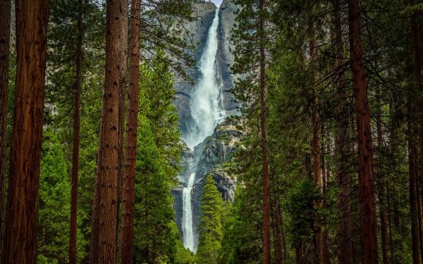 Earth Waterfall Waterfalls Forest Tree Green Mountain Yosemite National Park HD Wallpaper | Background Image