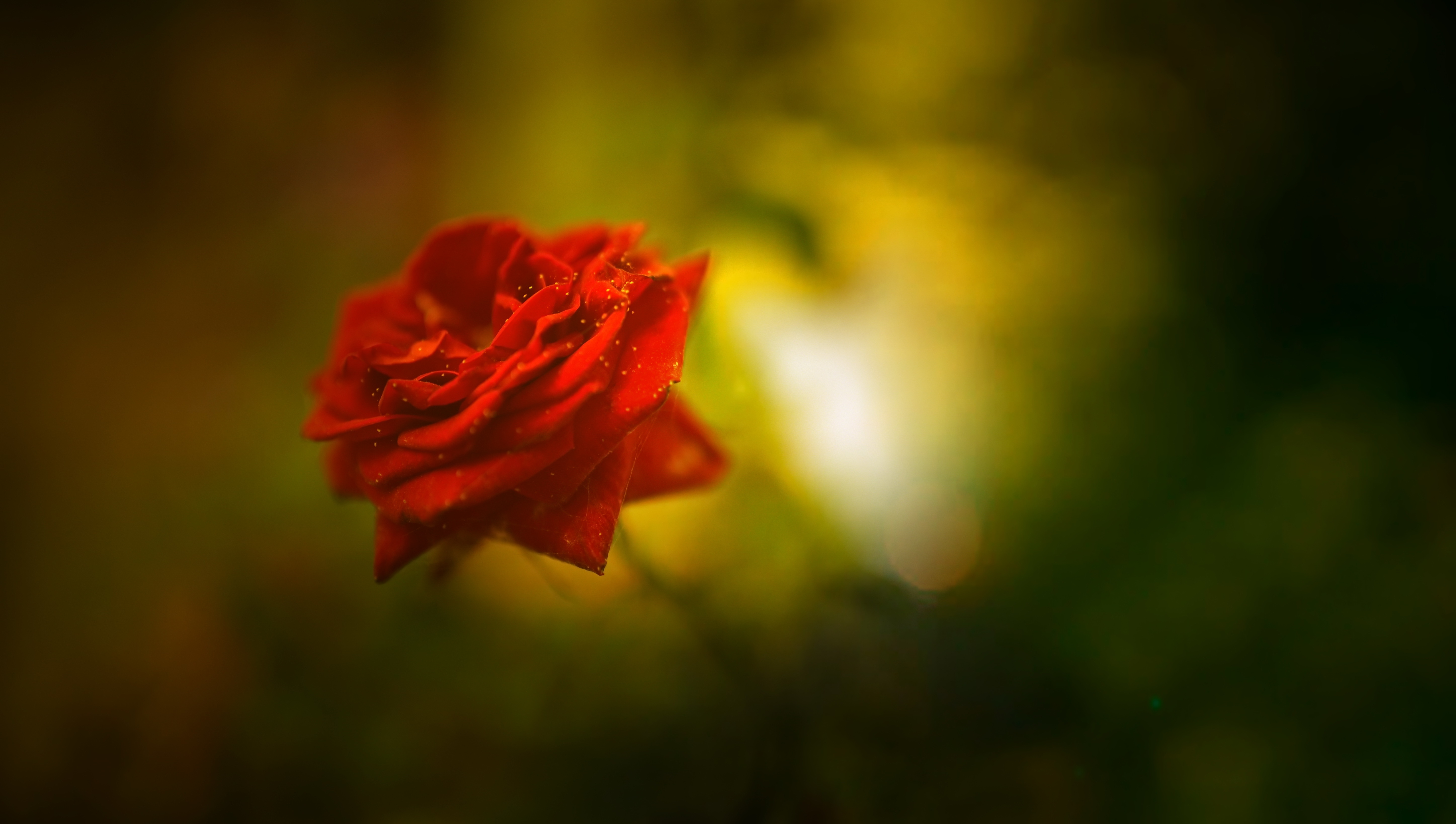 Rose 4k Ultra Hd Wallpaper Background Image 57x3278