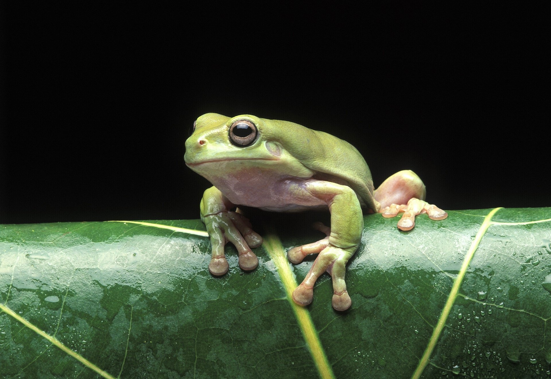 Download Animal Tree Frog HD Wallpaper