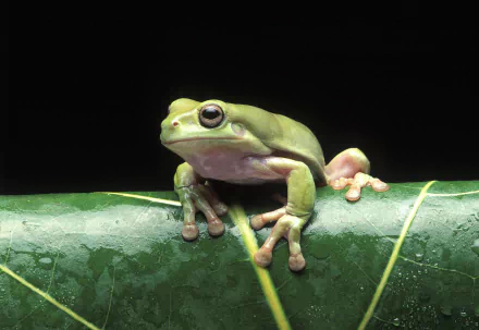 Animal tree frog HD Desktop Wallpaper | Background Image