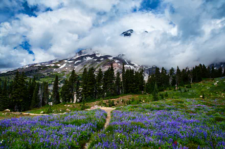 Vibrant purple wildflowers bloom across a meadow beneath Mount Rainier, framed by tall pine trees and a cloudy sky in this HD landscape desktop wallpaper.
