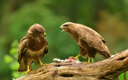 bird of prey bird Animal hawk HD Desktop Wallpaper | Background Image
