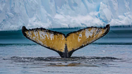  Whale's Tail