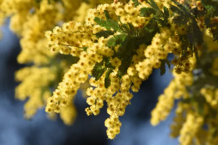 Close-up macro of vibrant yellow mimosa (golden wattle) flowers with green leaves, captured in high definition as a nature-themed PC desktop wallpaper background.