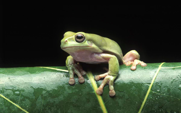 Animal tree frog HD Desktop Wallpaper | Background Image