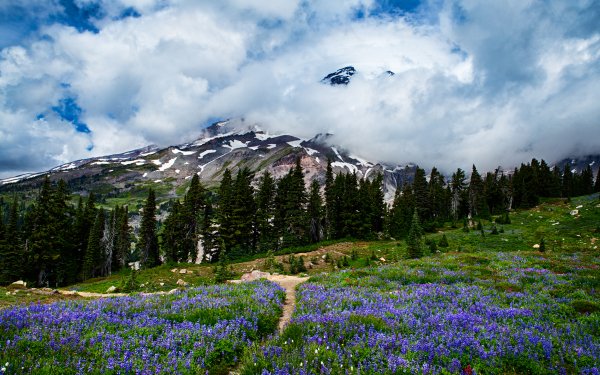 Earth Mount Rainier Mountains Mountain Nature Wildflower Flower Purple Flower Landscape HD Wallpaper | Background Image