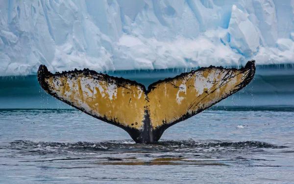 A whale's tail emerges from the cold Antarctic ocean, set against icy blue cliffs in this HD desktop wallpaper capturing the serene sea wildlife.