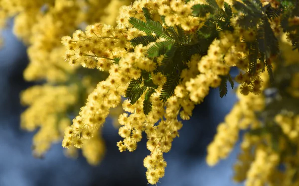 Close-up macro of vibrant yellow mimosa (golden wattle) flowers with green leaves, captured in high definition as a nature-themed PC desktop wallpaper background.