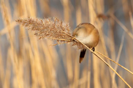 plant close-up bearded reedling Animal bird HD Desktop Wallpaper | Background Image
