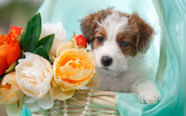 terrier flower Animal dog HD Desktop Wallpaper | Background Image